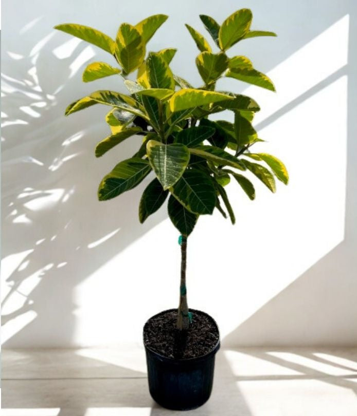 14 in Yellow Gem Bush