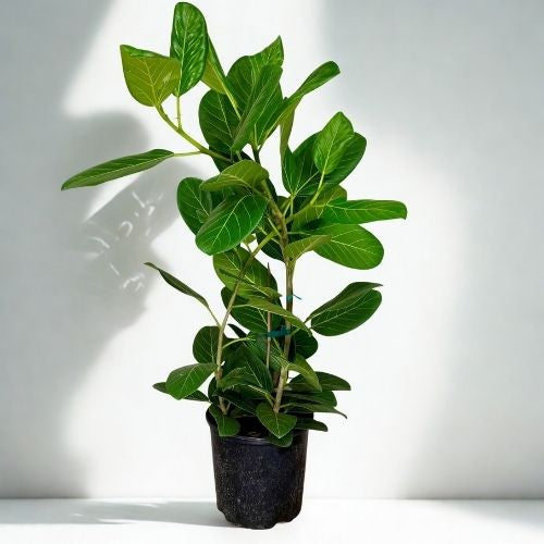 10 in Ficus Audrey