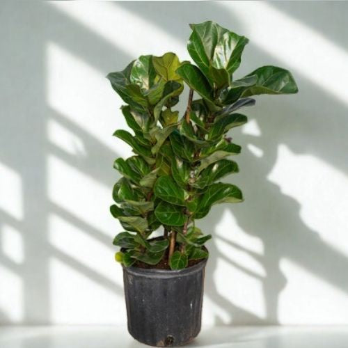 10 in Ficus Triangularis