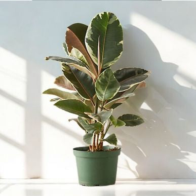 8 in Ficus Tineke / Decora