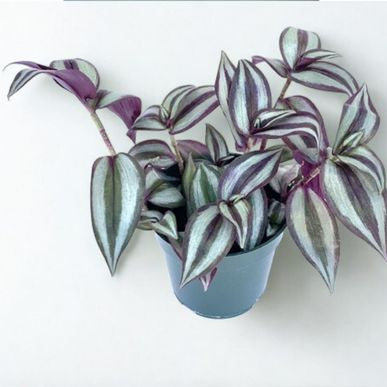 4 in Tradescantia – Assorted
