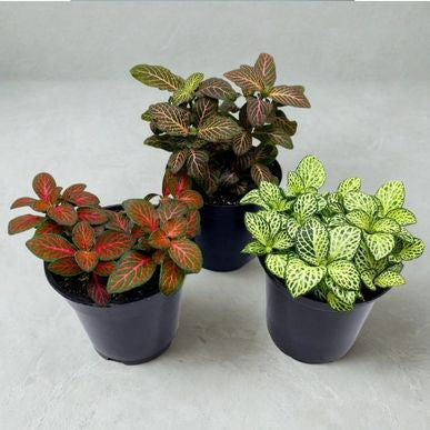 4 in Fittonia (Nerve Plant)