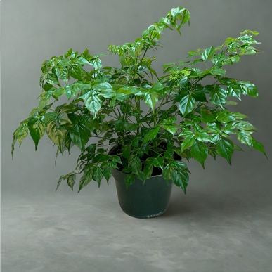 6 in China Doll (Radermachera sinica)