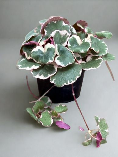 4 in Saxifraga ‘Tricolor’