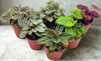 6 in Peperomia