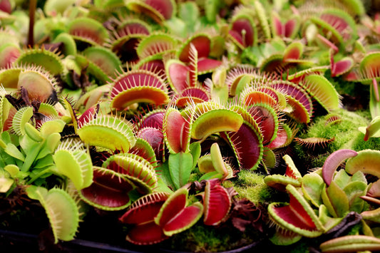 3 Large Venus Fly trap Package Bundle Deal