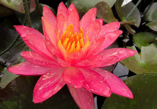 WANVISA Hardy Water Lily – Live Aquatic Pond Plant