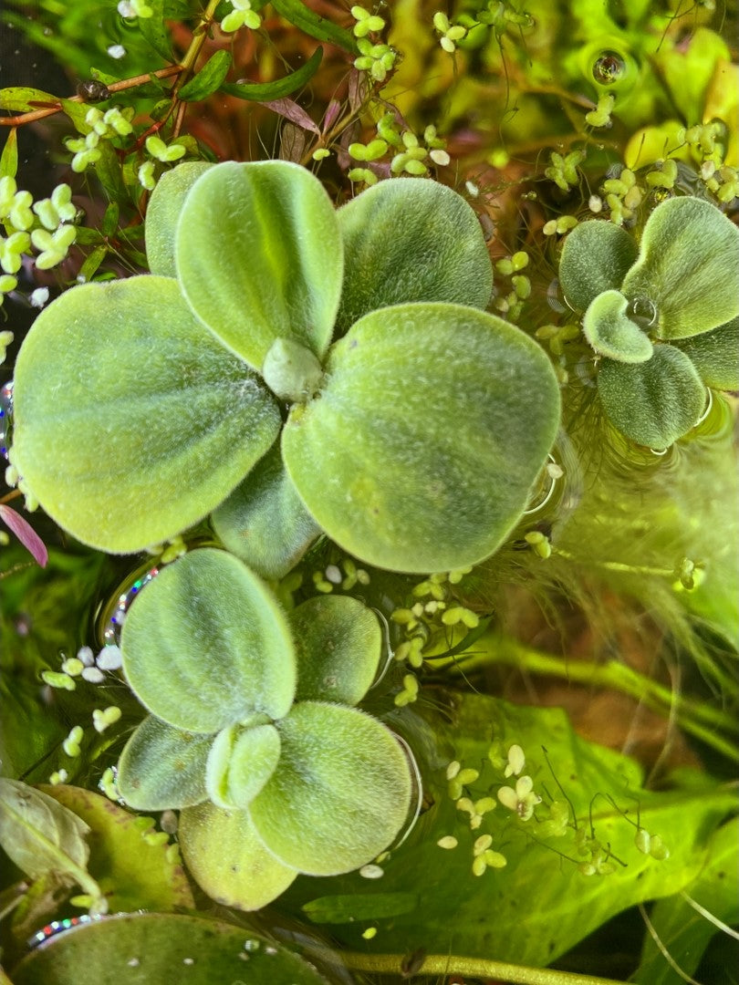 Dwarf Water Lettuce