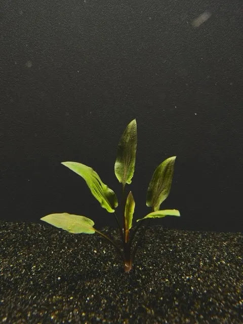 Cryptocoryne Wendtii Red