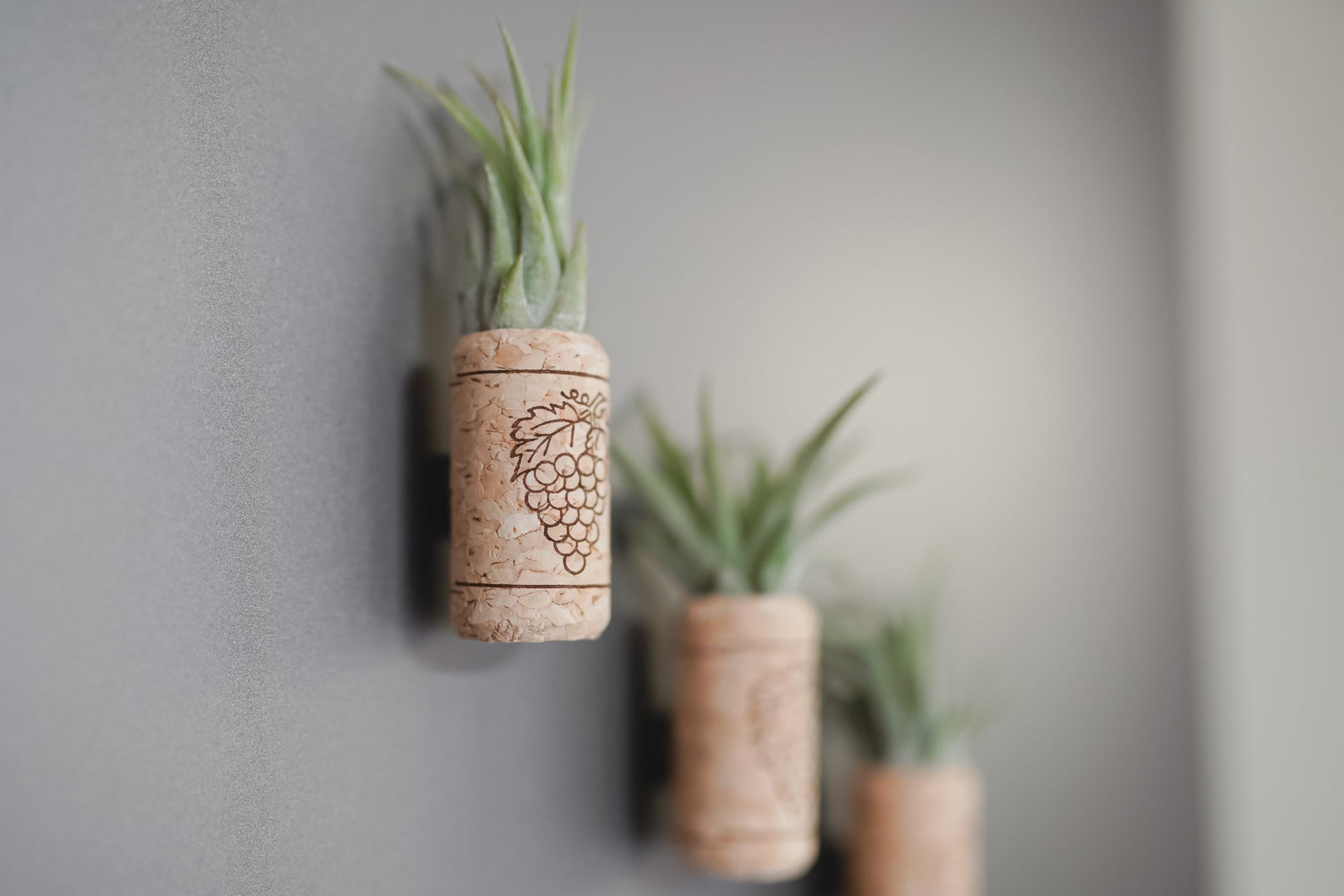 succulent plants in wine corks Magnetic Wine Corks with Assorted Tillandsia Air Plants