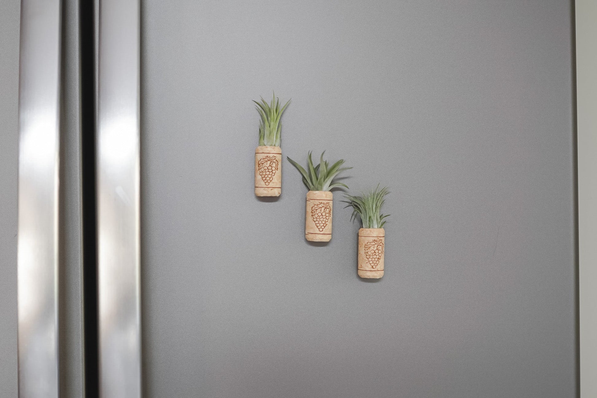 pineapple air plant magnet Magnetic Wine Corks with Assorted Tillandsia Air Plants