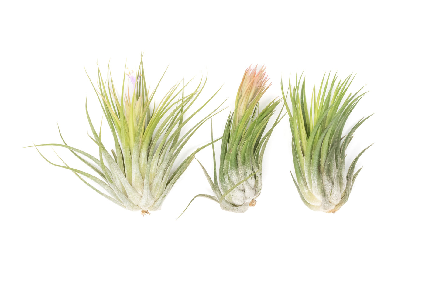 Large Tillandsia Ionantha Scaposa