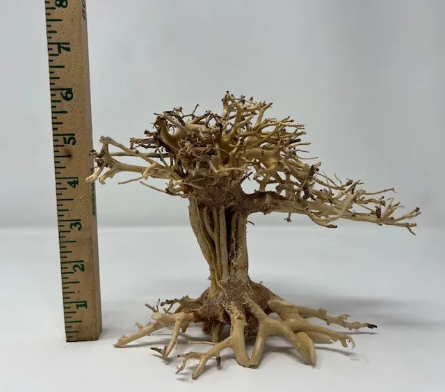 Yosemite Tree (6") – Natural Driftwood for Aquascaping