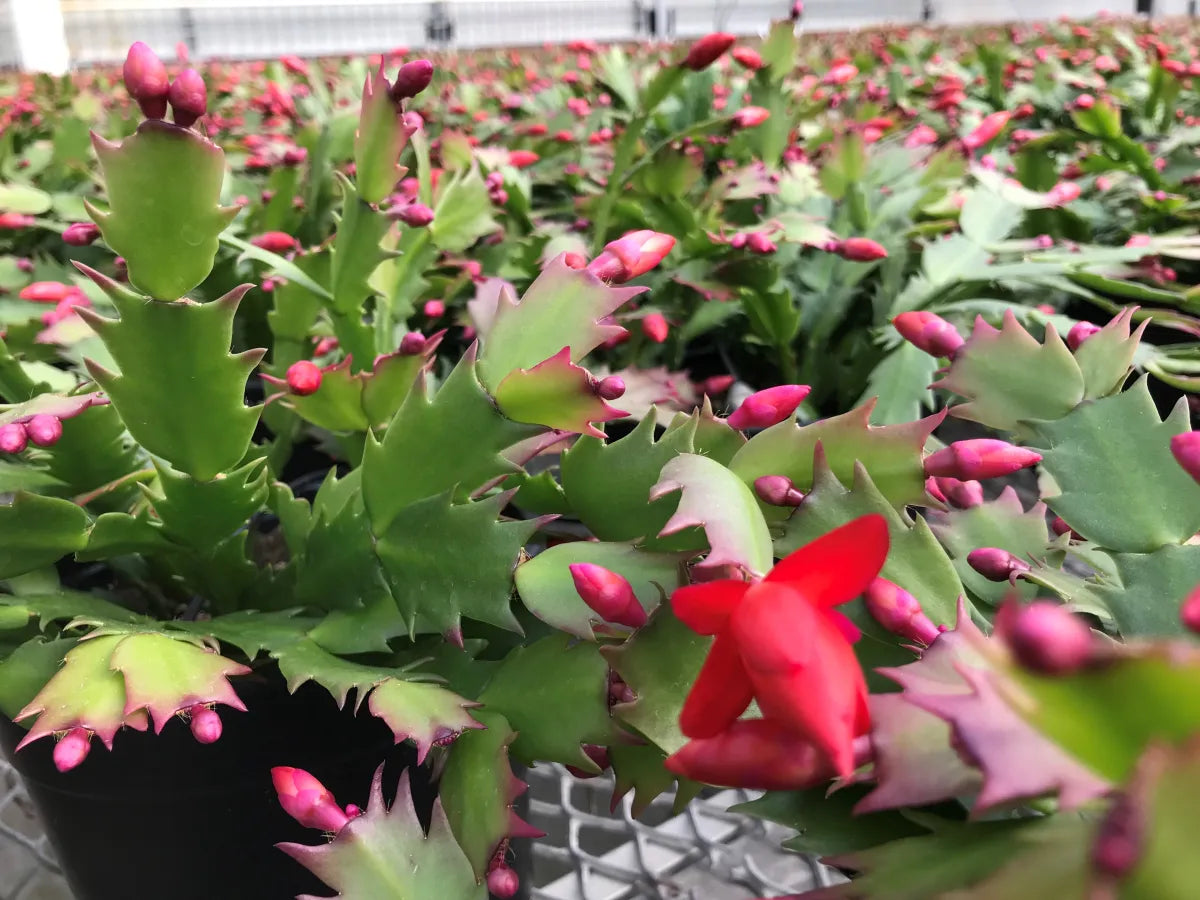 6" Zygo Cactus Assorted – Large (Christmas Cactus)