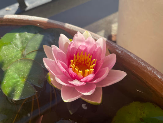 XUE FEI (RED) Hardy Water Lily – Live Aquatic Pond Plant