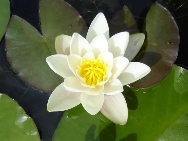 Albatros White Water Lily - Stunning Aquatic Pond Plant