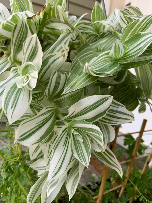 tradescantia fluminensis 'albovittata'