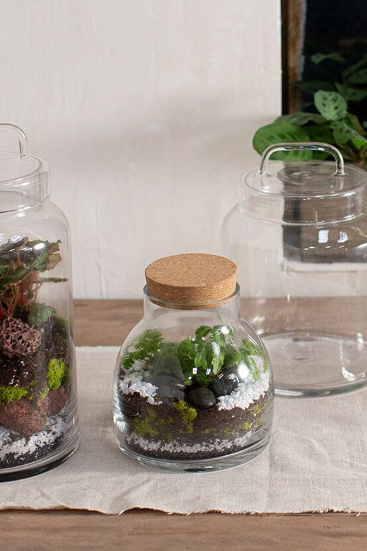 Amalia Jar – Elegant Glass Terrarium Display
