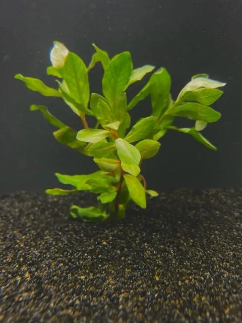 Ammania Gracilis Live Aquarium Plant