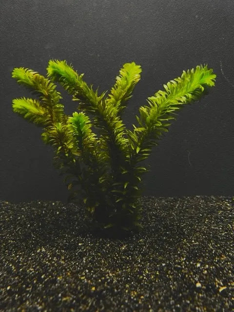 Anacharis Elodea Densa