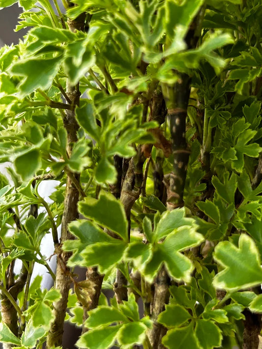 polyscias fruticosa 'snowflake aralia'