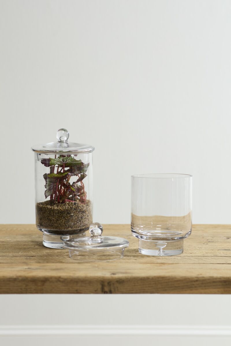 Asteridge Terrarium – Elevated Botanical Landscape Display