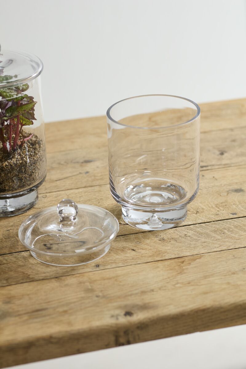 Asteridge Terrarium – Elevated Botanical Landscape Display