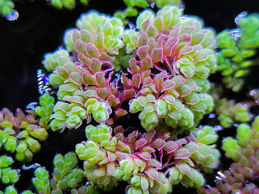 Azolla – Floating Water Fern for Ponds & Aquariums