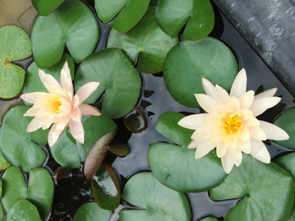 Barbara Dobbins Hardy Water Lily - Elegant Aquatic Pond Plant