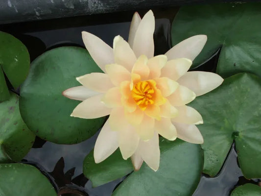 Barbara Dobbins Hardy Water Lily - Elegant Aquatic Pond Plant