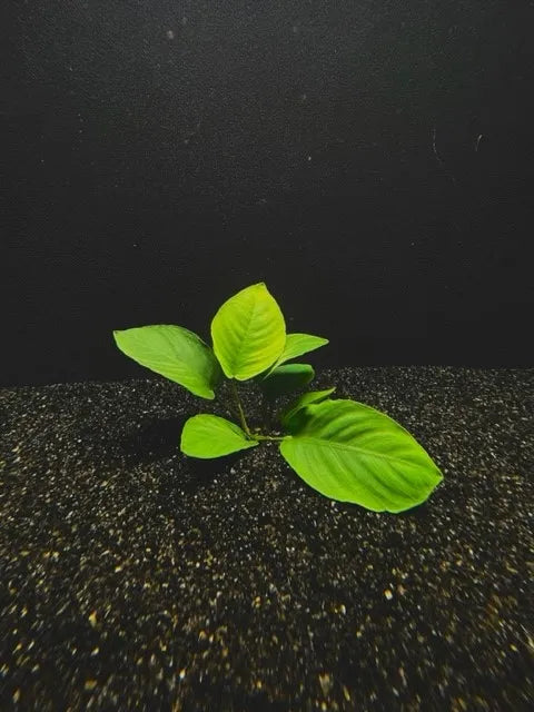 Anubias Barteri