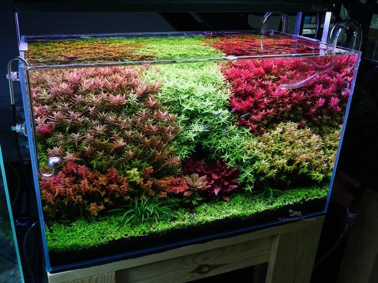 Bulk Aquarium/Aquatic Plants Box (Aquarium Plants Wholesale)