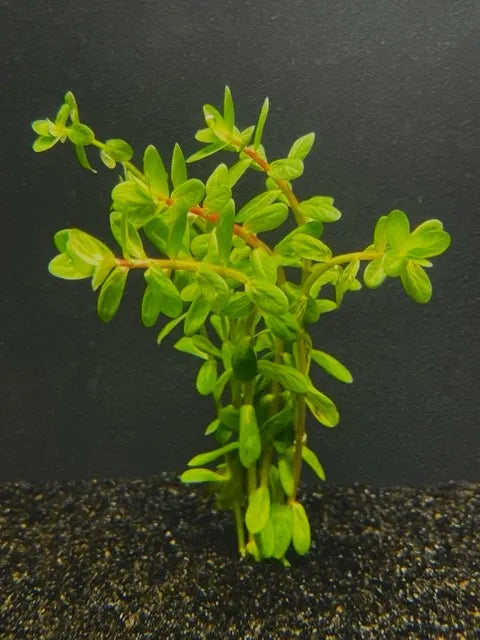 Rotala Bonsai