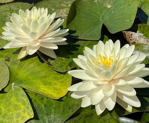LEMON MERINGUE Hardy Water Lily – Live Aquatic Pond Plant