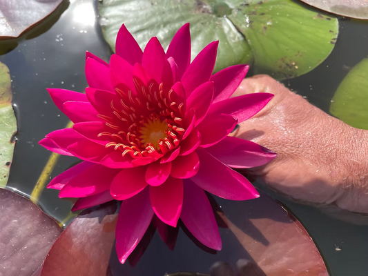 TAN-KHWA Hardy Water Lily – Live Aquatic Pond Plant