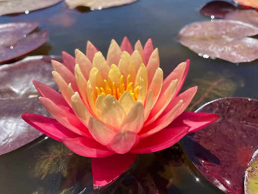 GREGG'S ORANGE BEAUTY Hardy Water Lily – Live Aquatic Pond Plant