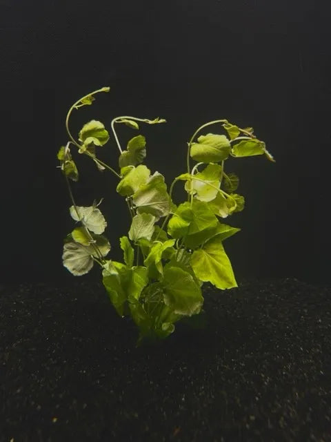 Cardamine Live aquarium Plant