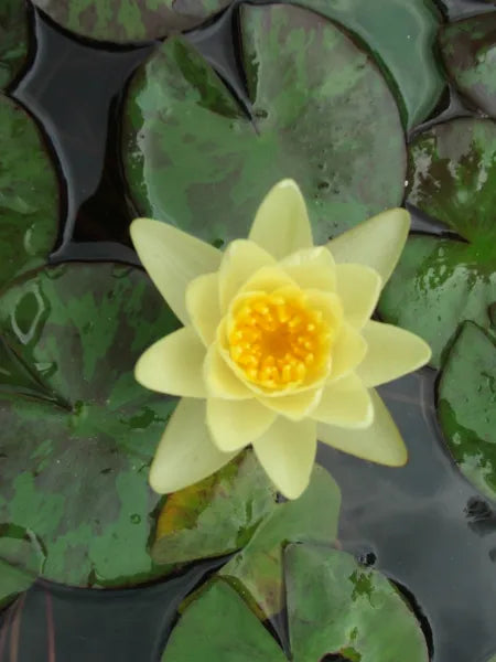 Chromatella (Marliacea) Hardy Water Lily - Classic Aquatic Pond Plant