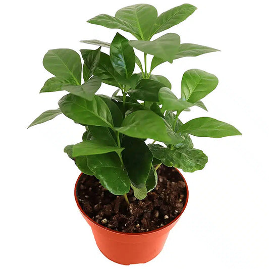 4-inch Patio Fruit Coffee Plant – Seed to Cup – 15 Unit Case
