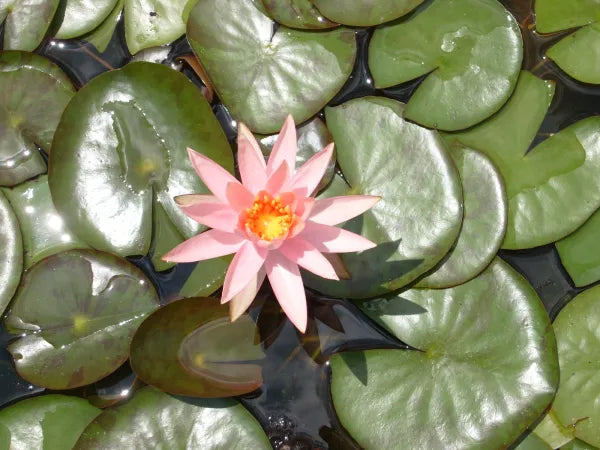 Colorado Hardy Water Lily - Vibrant Pink Aquatic Pond Plant