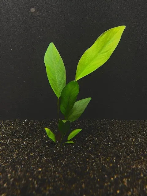 Anubias Congensis