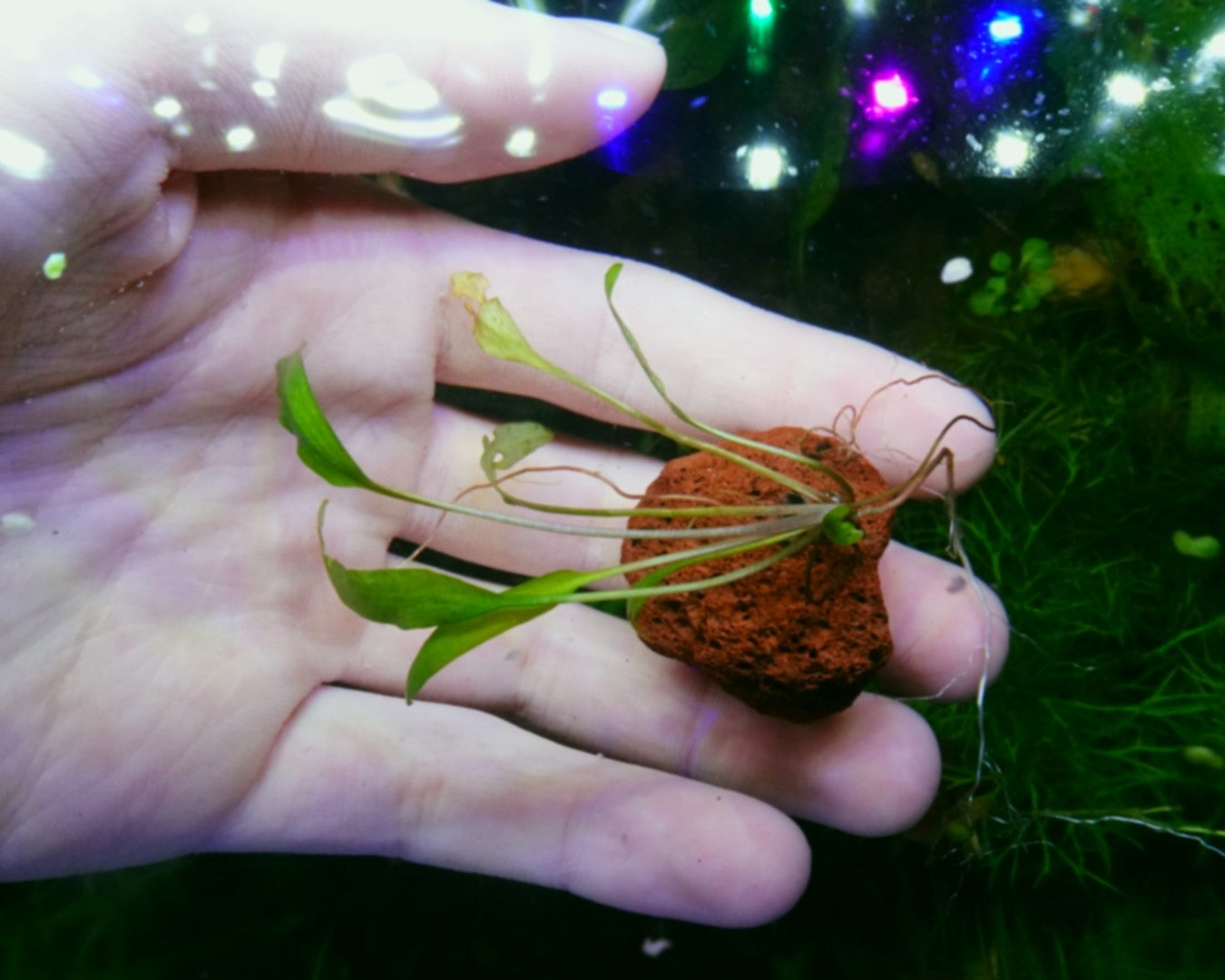 Medium Cryptocoryne Attached onto a Rock