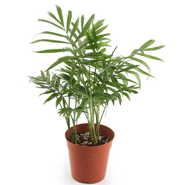 Bella Palm (Chamaedorea elegans) – Easy-Care Air-Purifying Houseplant for Homes & Terrariums