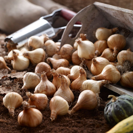 Daffodil Bulbs – Spring Flowering Perennial Bulbs 10PCS