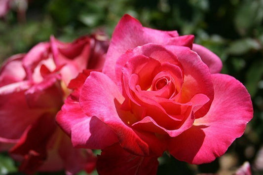 Givenchy Rose Rooted Stump– Elegant Soft Pink Hybrid Tea Rose | Fragrant & Repeat Bloomer