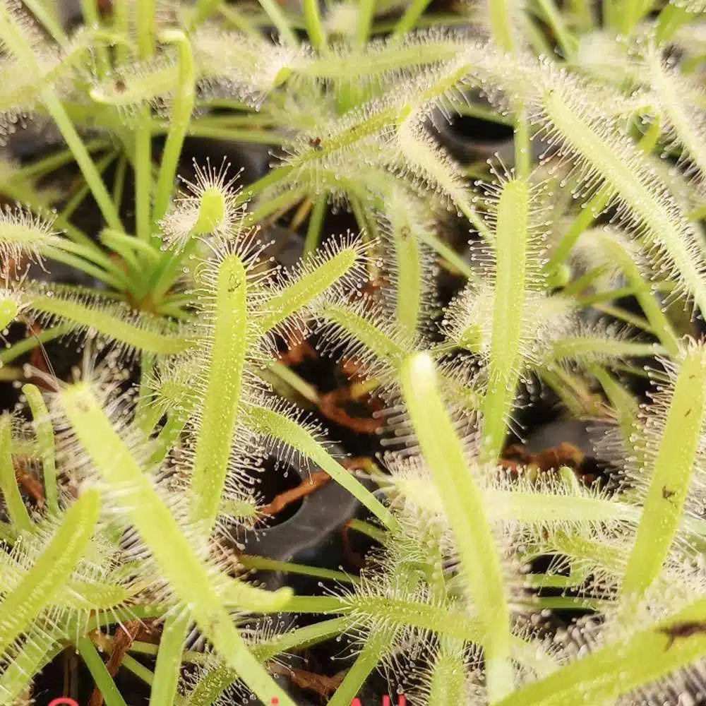 2" Drosera Capensis 'Alba' – Elegant White-Form Sundew