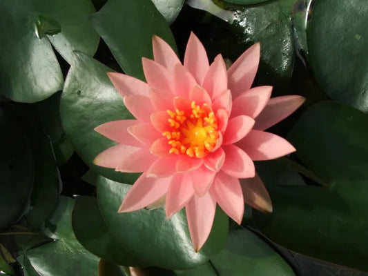 Colorado Hardy Water Lily - Vibrant Pink Aquatic Pond Plant