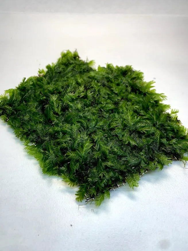 Fissidens Nobilis Mat (3" x 3") | Aquatic Plant for Freshwater Aquariums