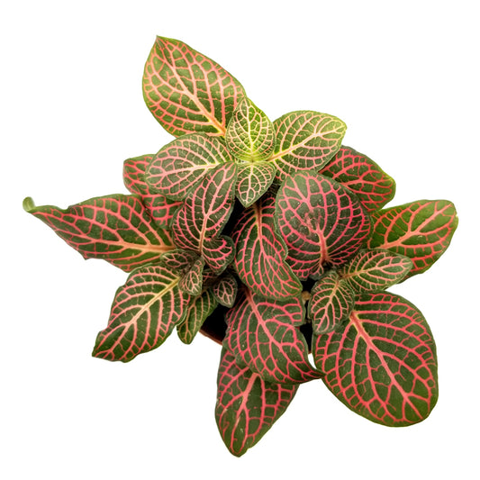 fittonia albivenis 'pink nerve plant'