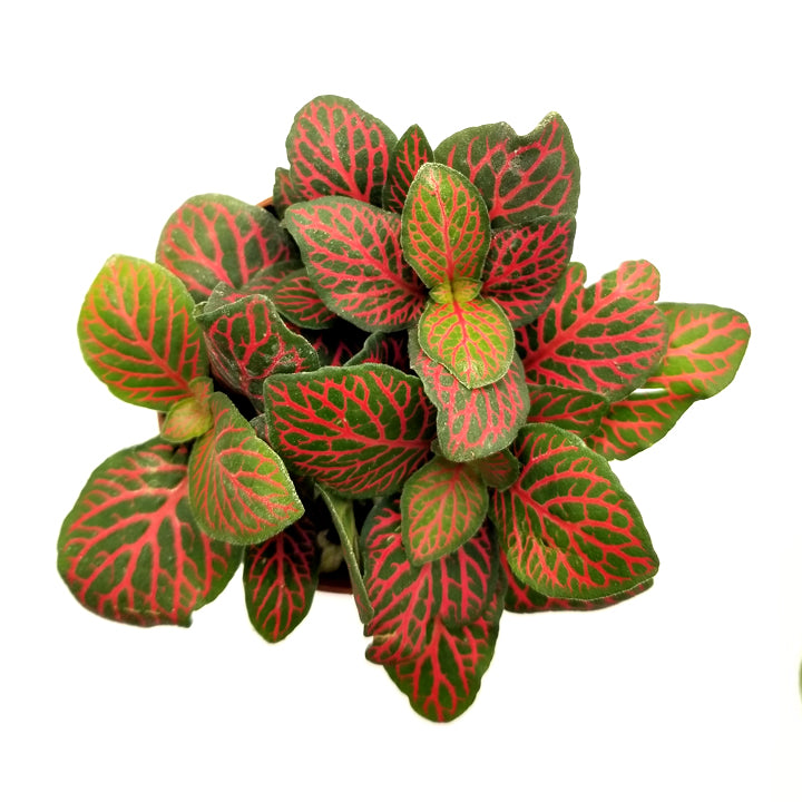 fittonia albivenis 'red nerve